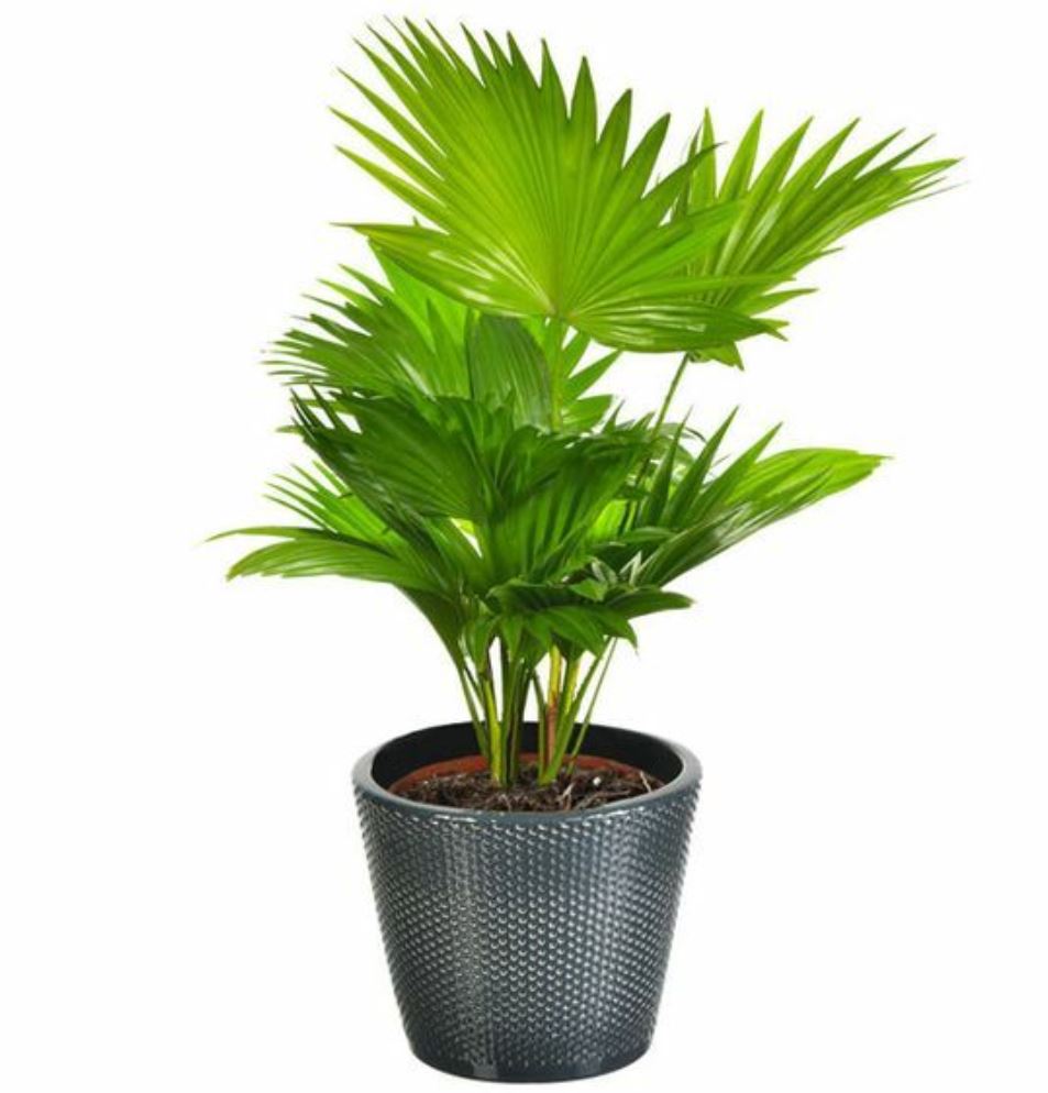 C&acirc;y Cọ Cảnh